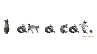 Illustration for article titled Write with Cats. Actual Cats.